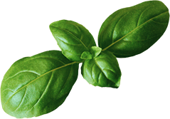 Basil Leaf