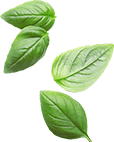 Basil Leaf